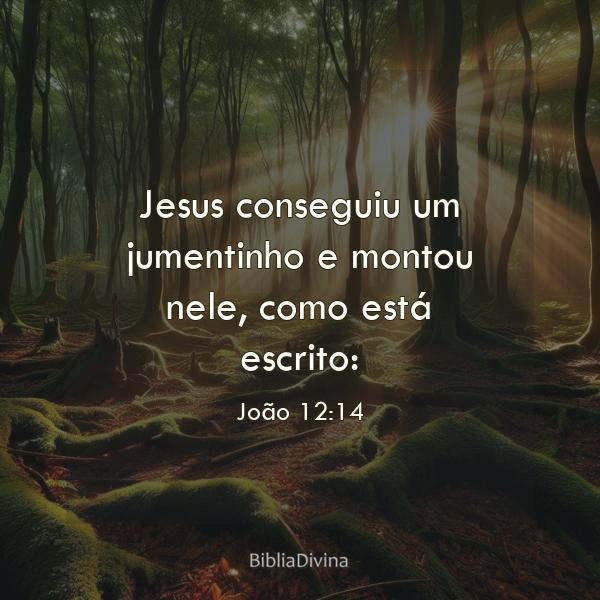 João 12:14